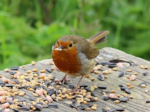 Sprouted Seeds and Grains: A Powerhouse Meal for Birds