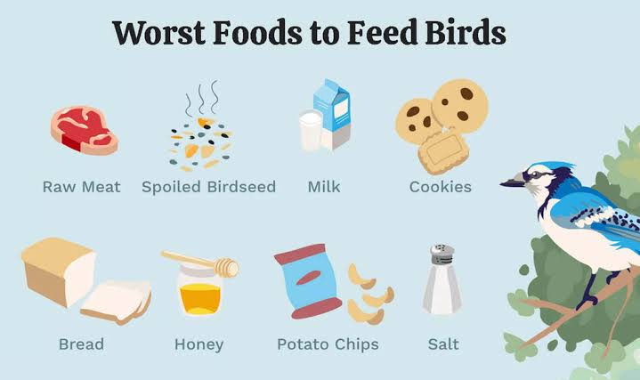 Common Toxic Foods to Avoid in Your Bird’s Diet