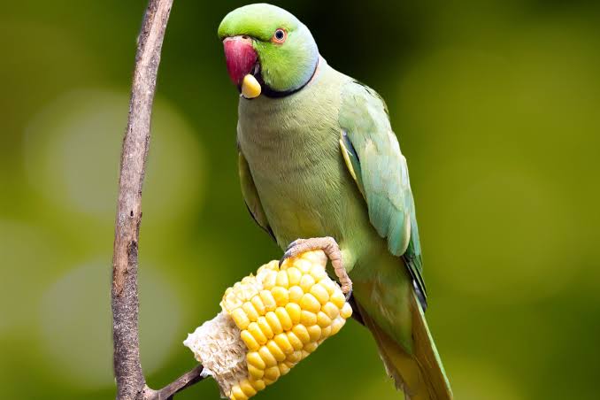 How to Create a Balanced Daily Diet for Parrots, Budgies, and Cockatiels