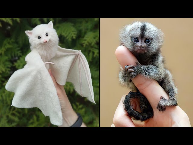 Unique Exotic Pets You Can Legally Keep at Home
