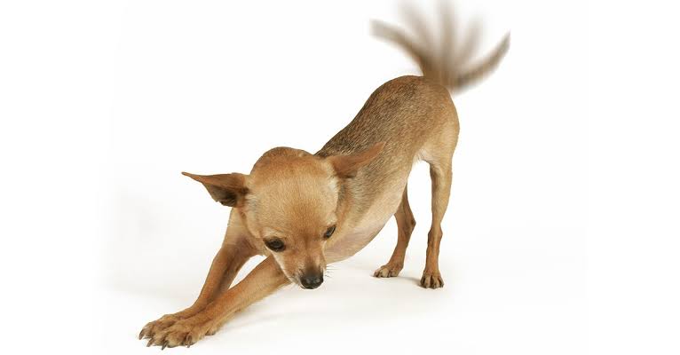 Decoding Tail Wags & Purrs: How to Understand Your Pet’s Body Language