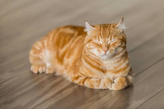 Beginner’s Guide: Essential Tips for Bringing Home Your First Cat