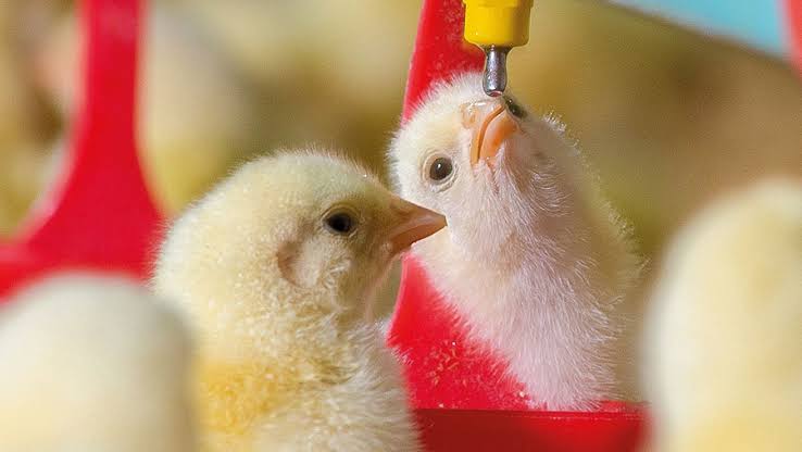 Best Foods to Feed Baby Birds for Healthy Growth