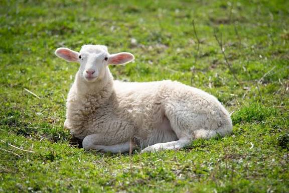 Sheep Farming in Hill Regions: Best Practices for Shelter, Feeding, and Health