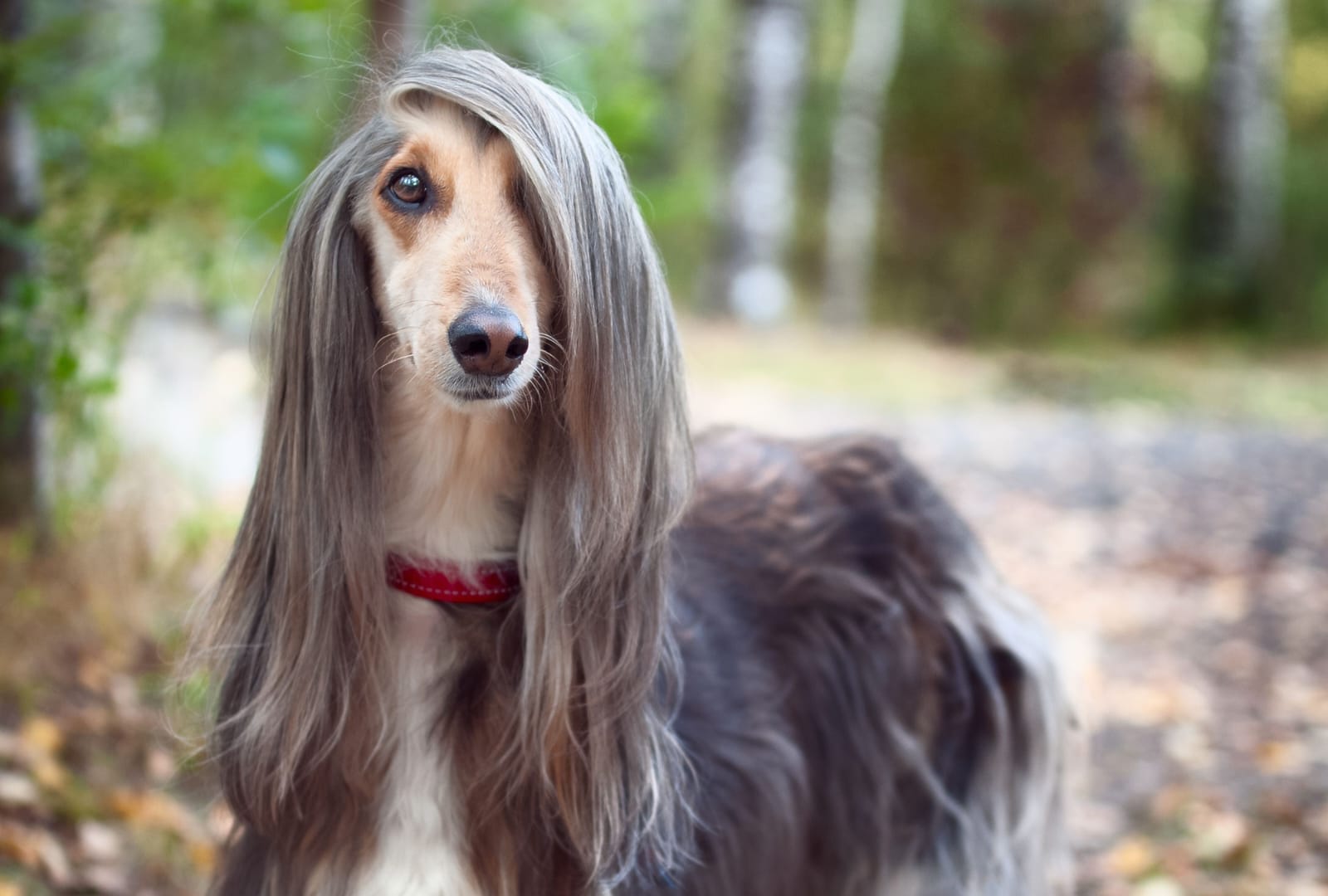 Best Female Dog Breeds for Families: Gentle, Loyal, and Easy to Train