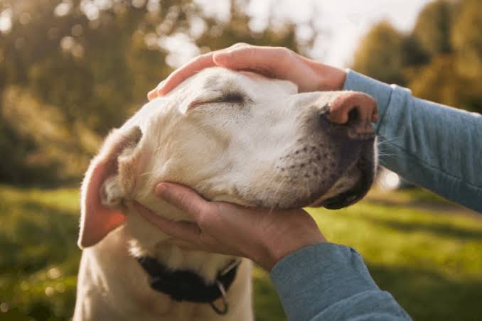 How to Care for Senior Pets: Tips for Older Dogs & Cats