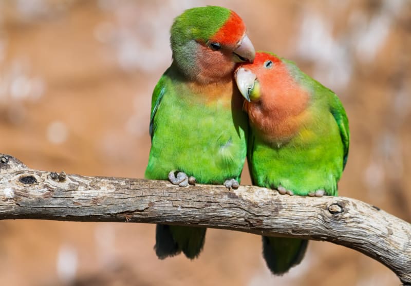 Top 5 Friendly Bird Breeds Perfect for First-Time Pet Owners