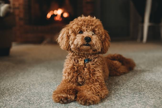 Hypoallergenic Breeds: Best for Allergy Sufferers