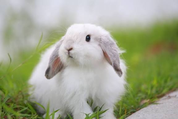 Common Health Issues in Pet Rabbits and How to Prevent Them