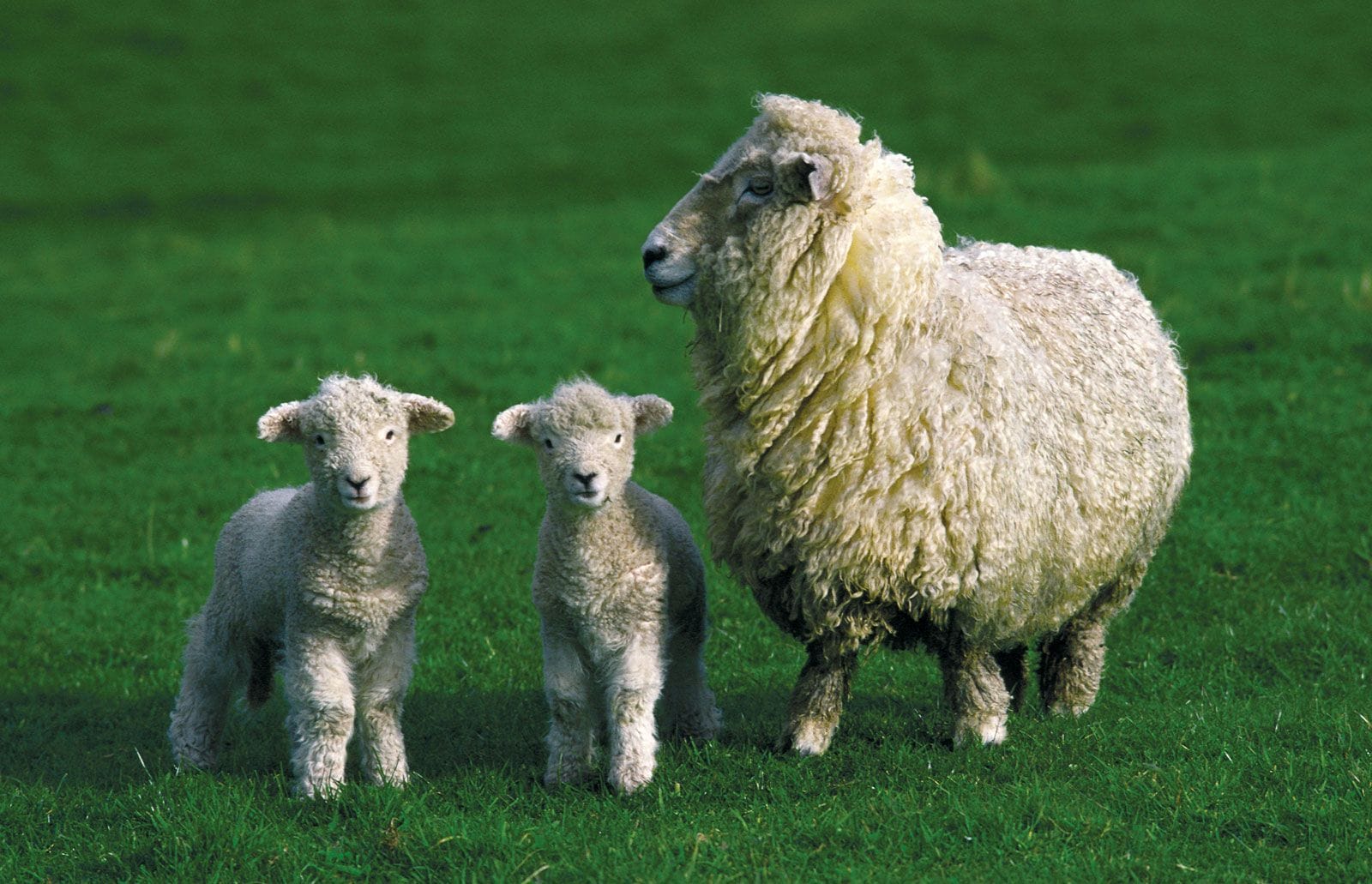 Challenges of Sheep Care in Mountainous Areas and How to Overcome Them