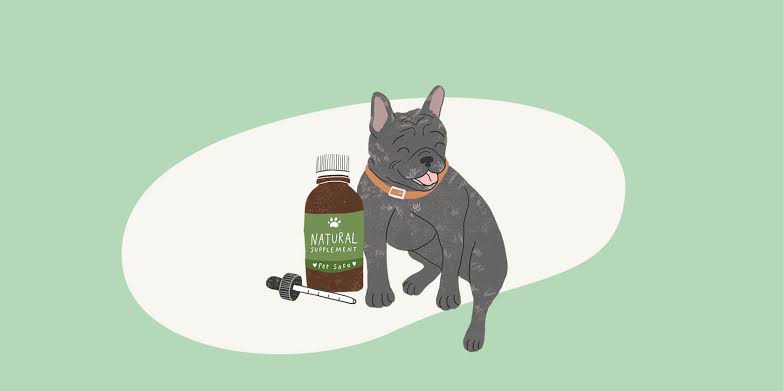 Supplements for Pets: What’s Necessary?