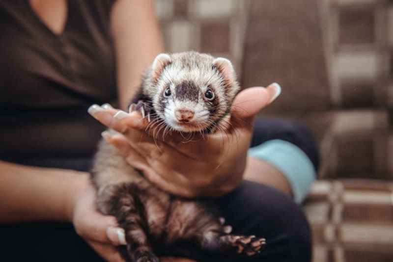 Top Exotic Pets for Beginners: Safe and Low-Maintenance Choices