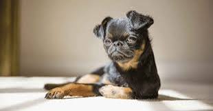 Low Maintenance Dog Breeds for Busy People