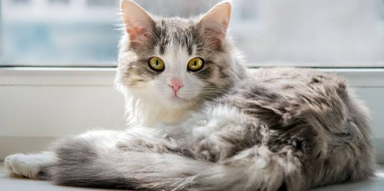 Top Female Cat Breeds Known for Their Affection and Playful Nature