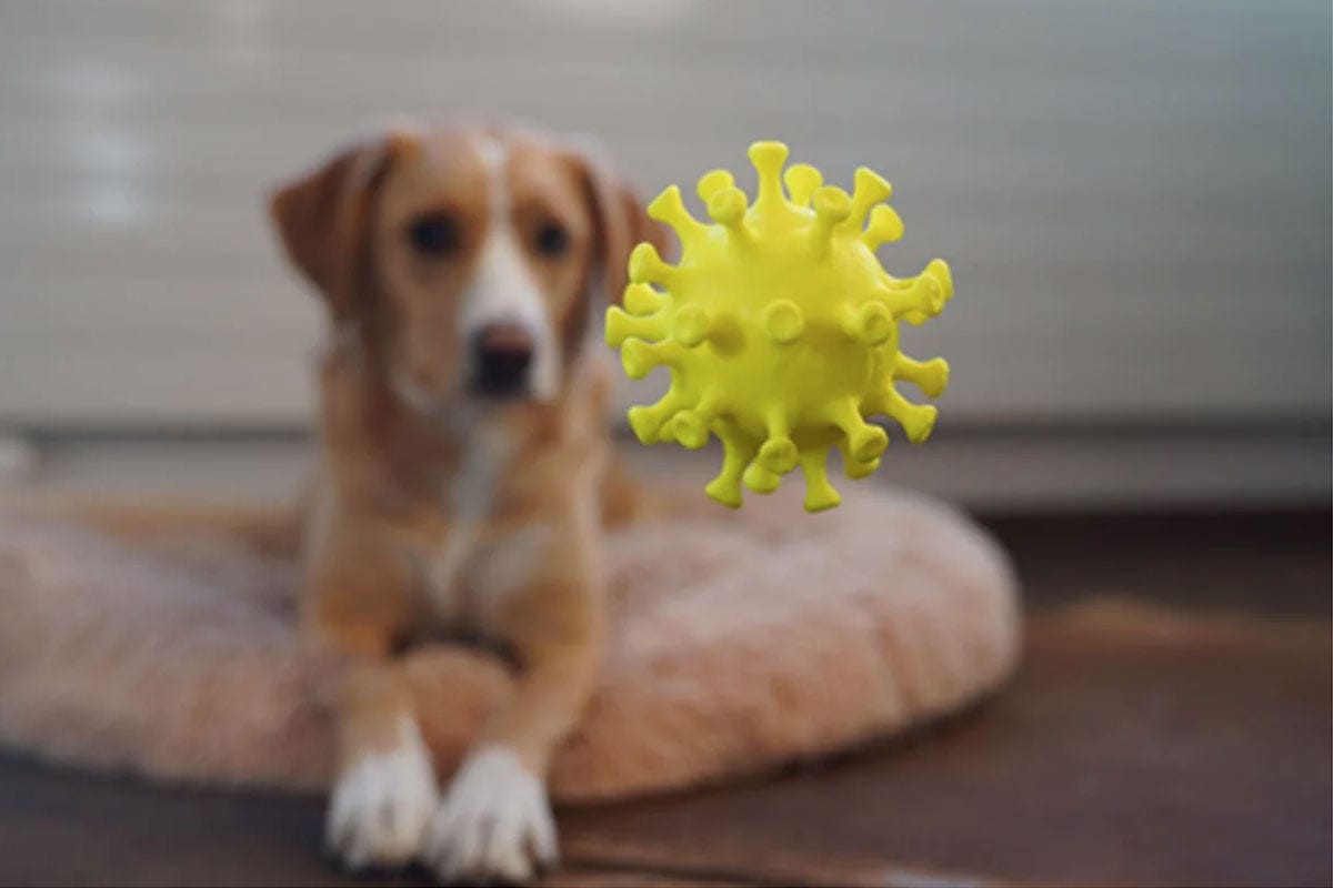 How a strong immune system protects pets from diseases