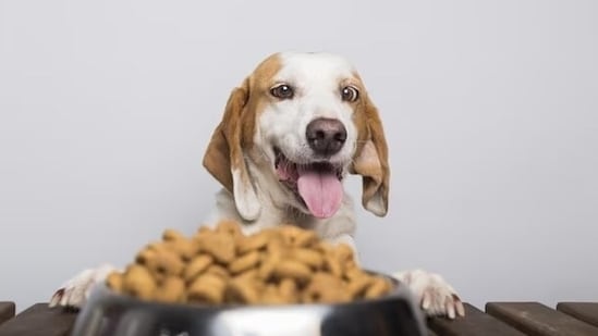 Common foods and supplements that support pet immunity