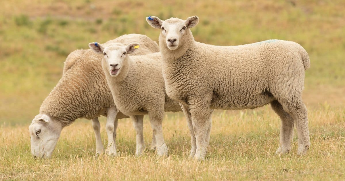  Seasonal Care Tips for Sheep in Hill Areas: From Grazing to Protection