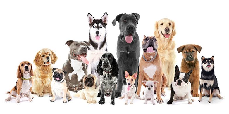 Choosing the Right Female Pet Breed: Temperament, Care, and Lifestyle Match