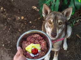 Raw Food Diet for Pets: Pros and Cons