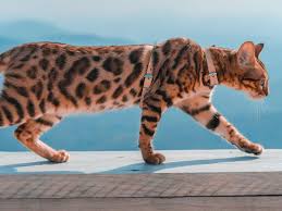 Rare and Unusual Pet Breeds You Didn't Know About