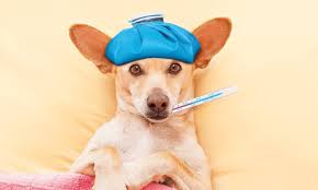 Common Health Issues in Dogs and How to Prevent Them