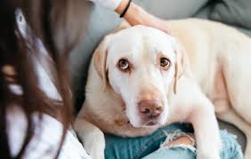 Signs Your Pet May Be in Pain