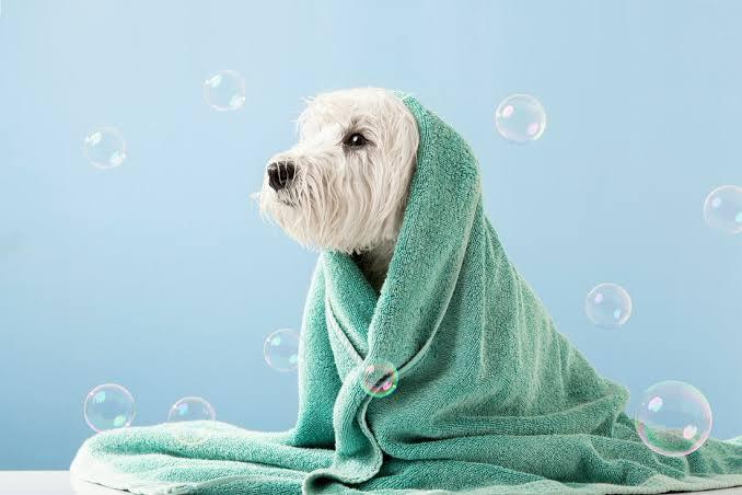 Sustainable Pet Ownership: Eco-Friendly Products and Habits for Conscious Pet Parents