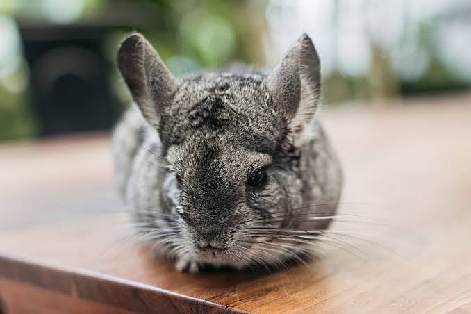 Popular Exotic Pets and Their Unique Needs