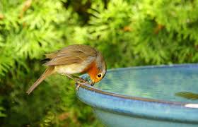 Hydration and Nutrition: The Role of Fresh Foods in a Bird’s Wellness