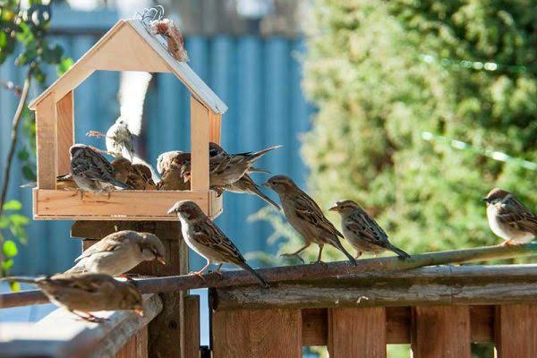 Superfoods for Birds: Boost Their Health Naturally