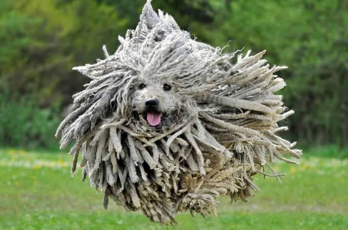 Hypoallergenic Dog Breeds for Allergy Sufferers