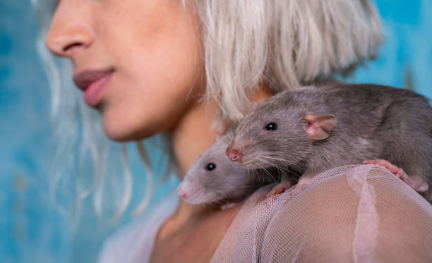 How Rats Show Empathy: Stories That’ll Change Your Mind About These Misunderstood Creatures