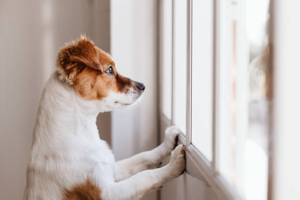 Why Some Pets Love Watching Out the Window (And What They’re Thinking)