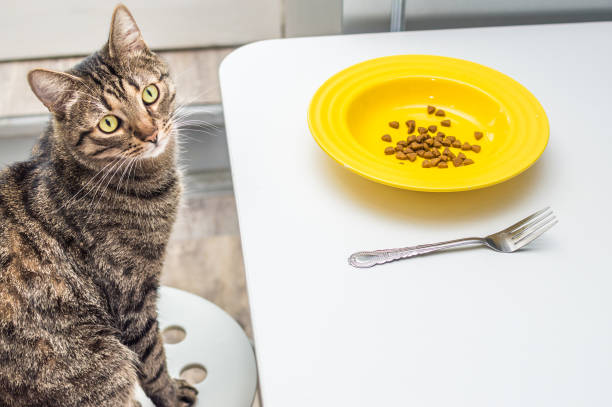 "Why Your Pet’s Fast Eating Habit Can Be Harmful and How to Slow Them Down"