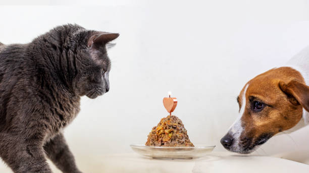 Nose Knows Best: How Smell Shapes Taste in Pets—and What It Means for Mealtime