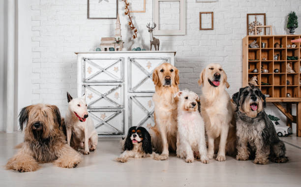 Best Dog Breeds for Apartment Living: Perfect Pups for Every Space
