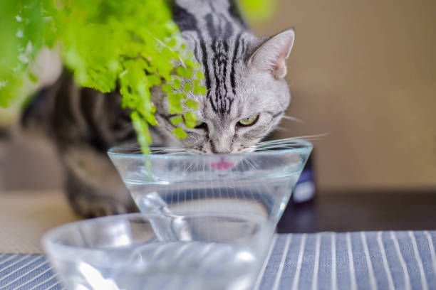 The Essential Role of Fresh Water in Pet Health: Why Hydration Matters as Much as Nutrition