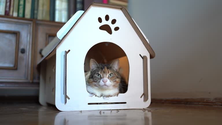 What Your Pet’s Favorite Spot in the House Says About Them