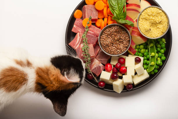 Superfoods for Pets: Separating Science from Hype to Boost Your Pet’s Health