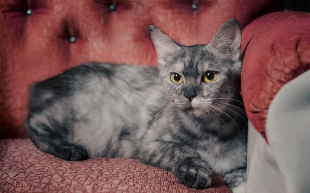 Hidden Gems: Rare Cat Breeds You’ve Probably Never Heard of — But Should Know