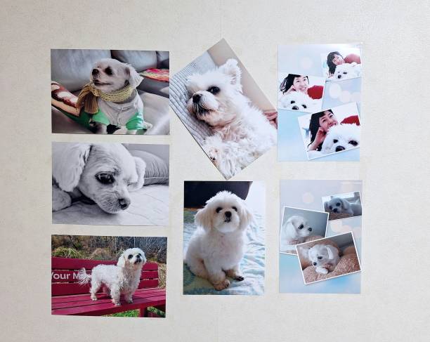 How to Capture Your Pet’s Personality in Photos