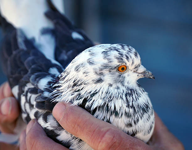 Pet Pigeons: The Loyal Companions You Didn’t Expect