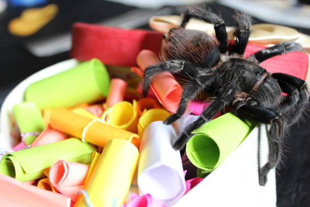 Is Your Tarantula Bored? Engaging Enrichment Ideas to Stimulate Exotic Invertebrates