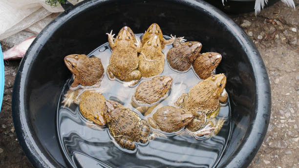 From Ponds to Bathtubs: Mastering the Art of Keeping Pet Frogs in Urban Homes