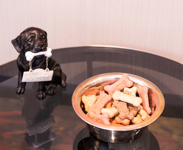 Are Expensive Pet Foods Really Worth It?