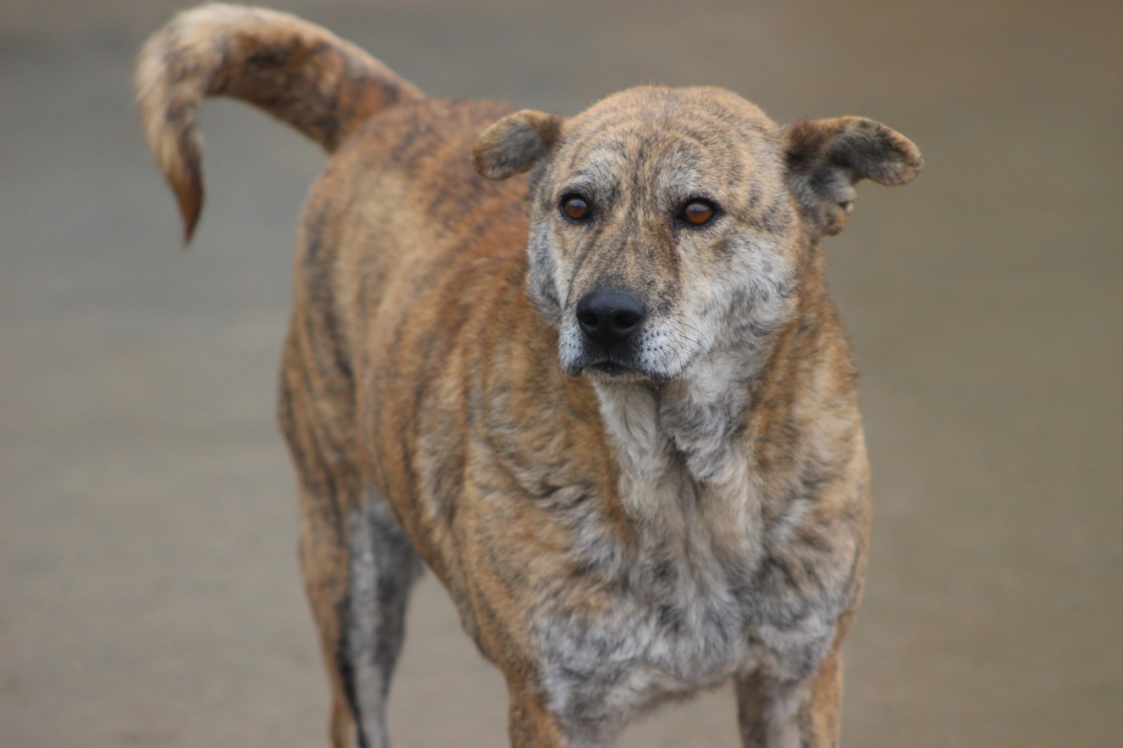 What Breed Is Right for You? A Personality-Based Guide.
