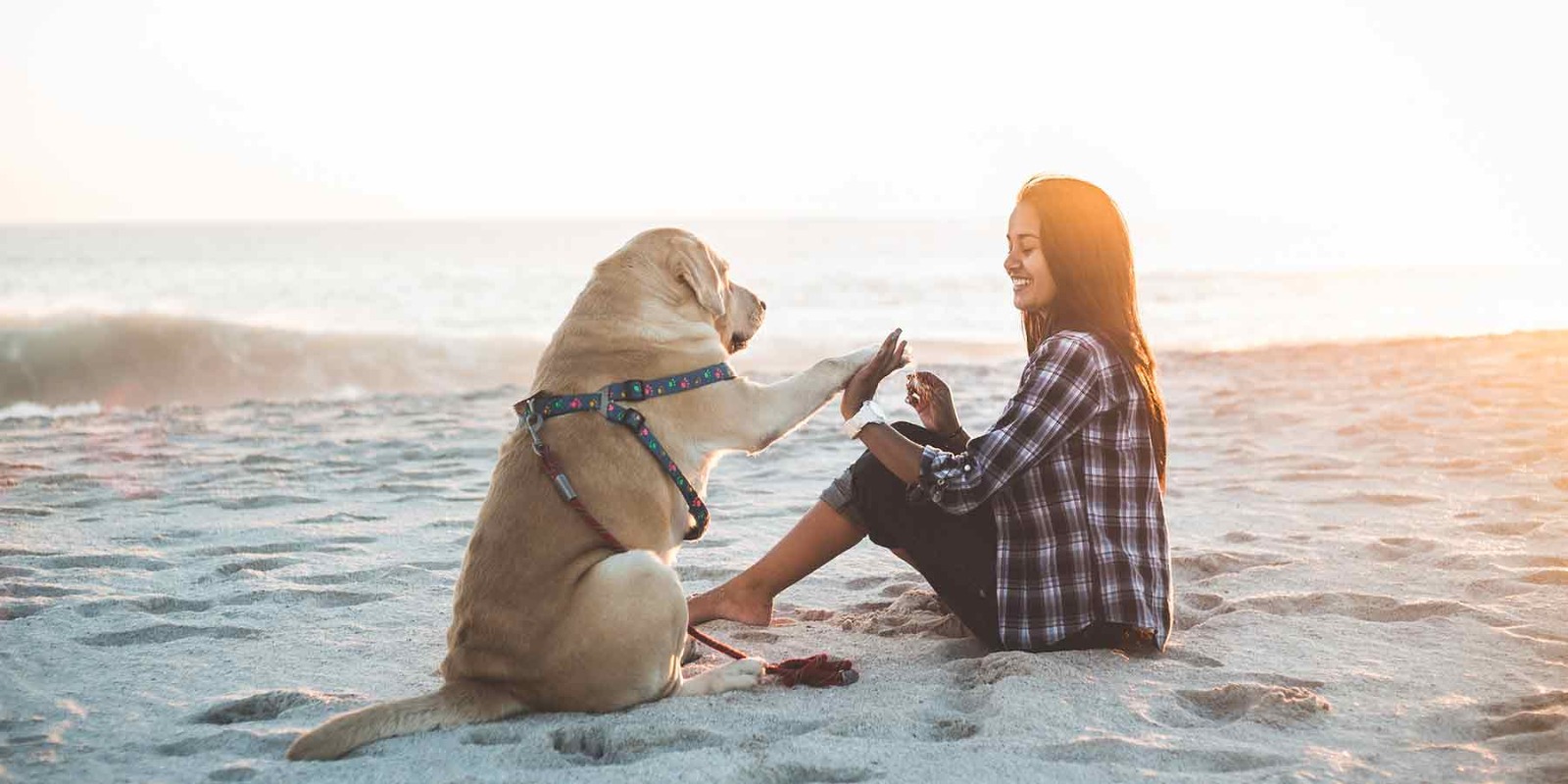 The Healing Power of Therapy Animals: Real-Life Stories.