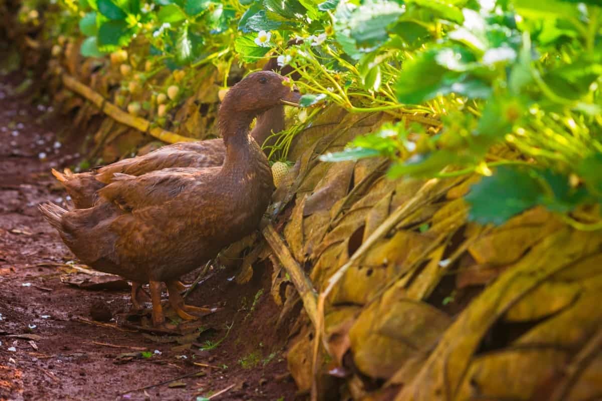 Critters that clean: using certain animal species (like chickens, ducks) for pest control in home gardens