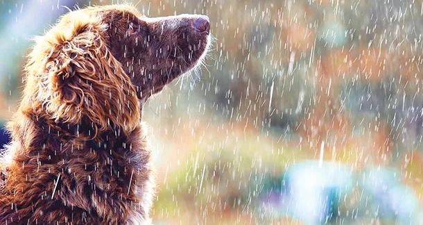 The effects of seasonal monsoon humidity on pet skin and fur care.