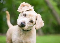 Why Dogs Tilt Their Heads—and What It Really Means.
